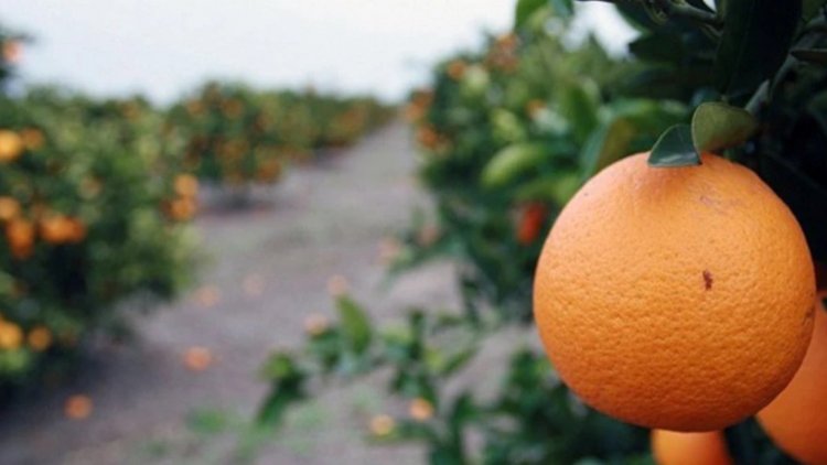 Argentina el país del desempleo y los planes sociales , Se pudren toneladas de frutas: faltan trabajadores