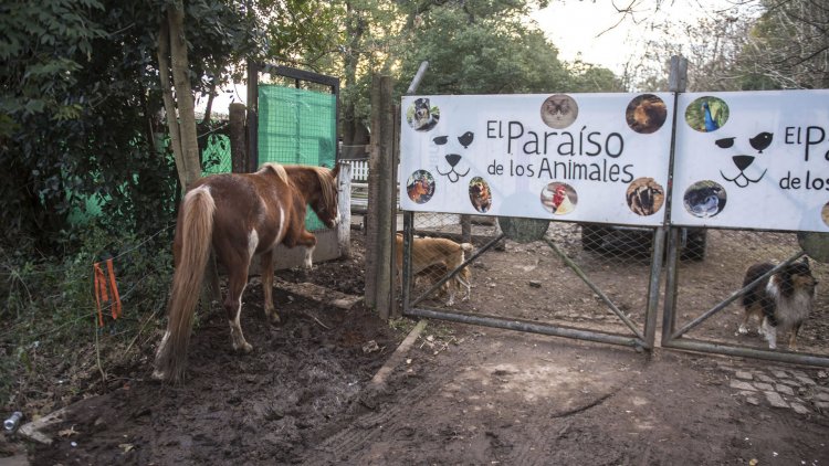 Creo un refugio para evitar el maltrato de las Mascotas , vive con 850 animales