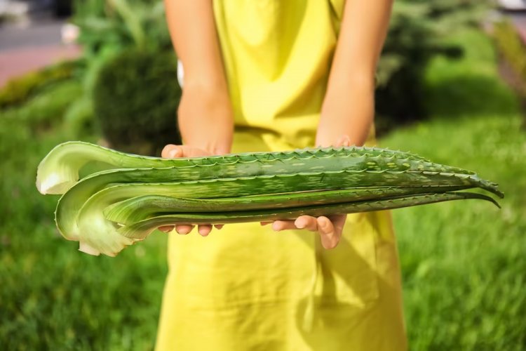 Aloe vera: apodada “la planta de la inmortalidad” funciona como un medicamento natural, rejuvenece la piel y desinflama